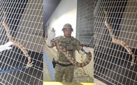 Jiboia é resgatada no metrô de Salvador