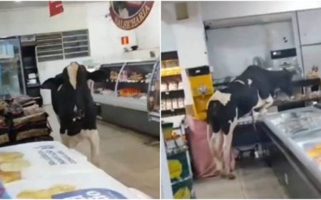 Boi entra em supermercado e persegue açougueiro