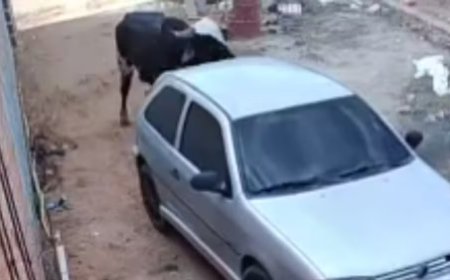 Boi descontrolado invade casa, destrói carro e persegue moradores; de quem é a responsabilidade?