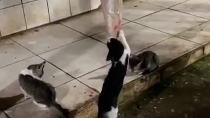 Gatos são flagrados comendo carne exposta em mercado público no Maranhão