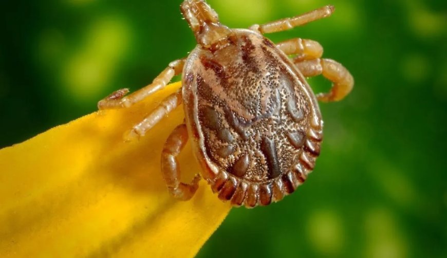 Mais uma morte por febre maculosa é confirmada em Minas Gerais