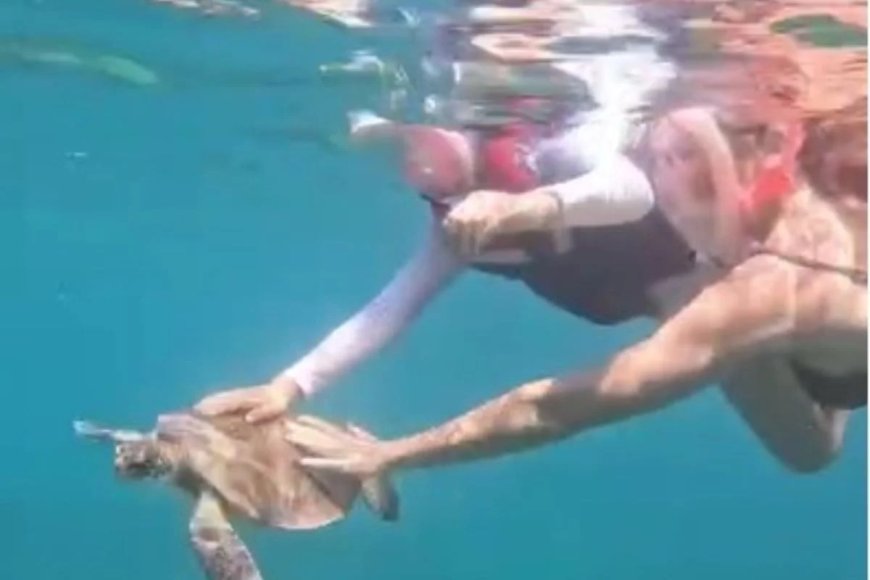 Turista toca tartaruga e é multada em R$ 10 mil em Fernando de Noronha