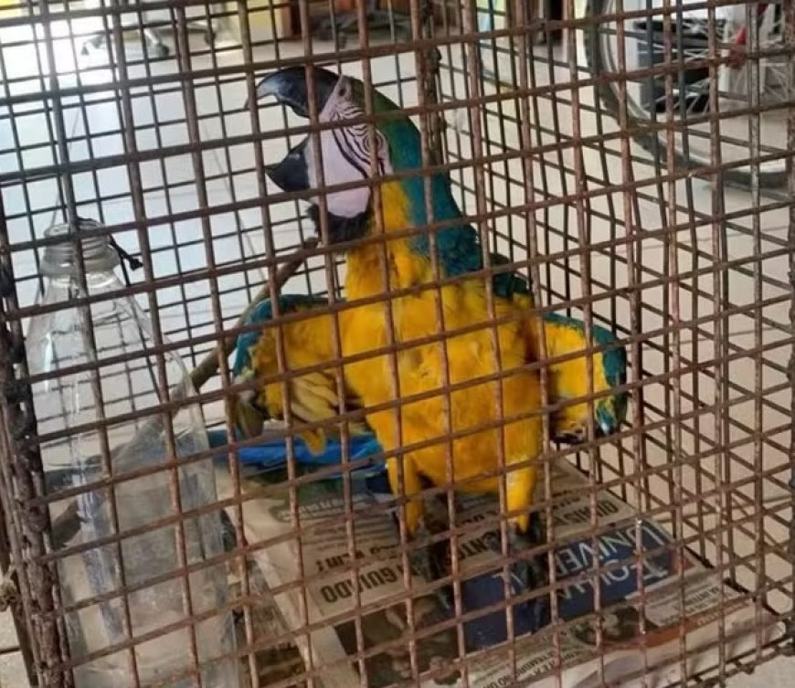 Arara-canindé mantida em cativeiro é resgatada pelo Corpo de Bombeiros em MT