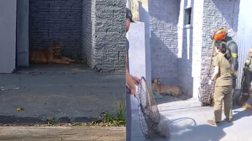 Vídeo: Onça-parda aparece na porta de uma casa no interior de SP