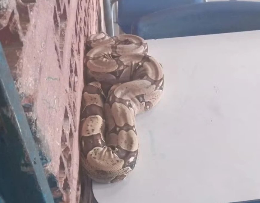 Jiboia é encontrada dentro de sala de aula em escola
