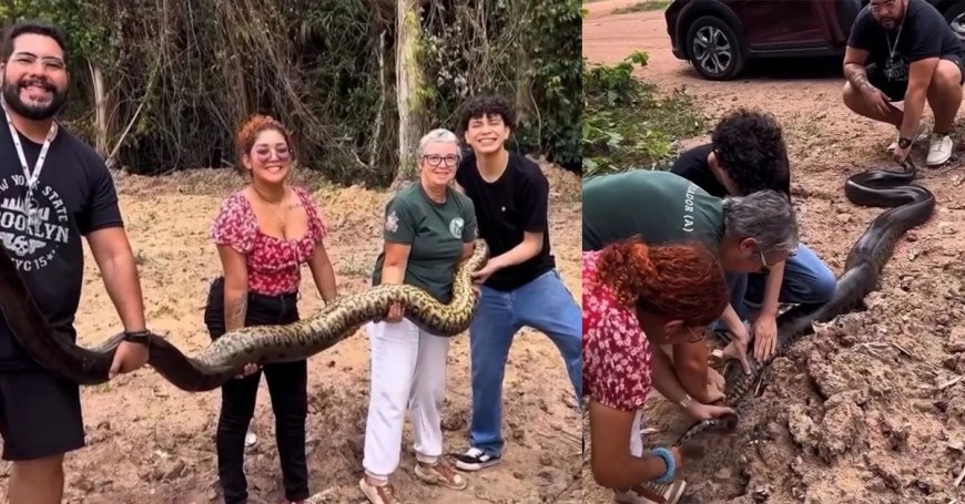 Sucuri grávida de 4,5 metros é resgatada em campus da UFPA