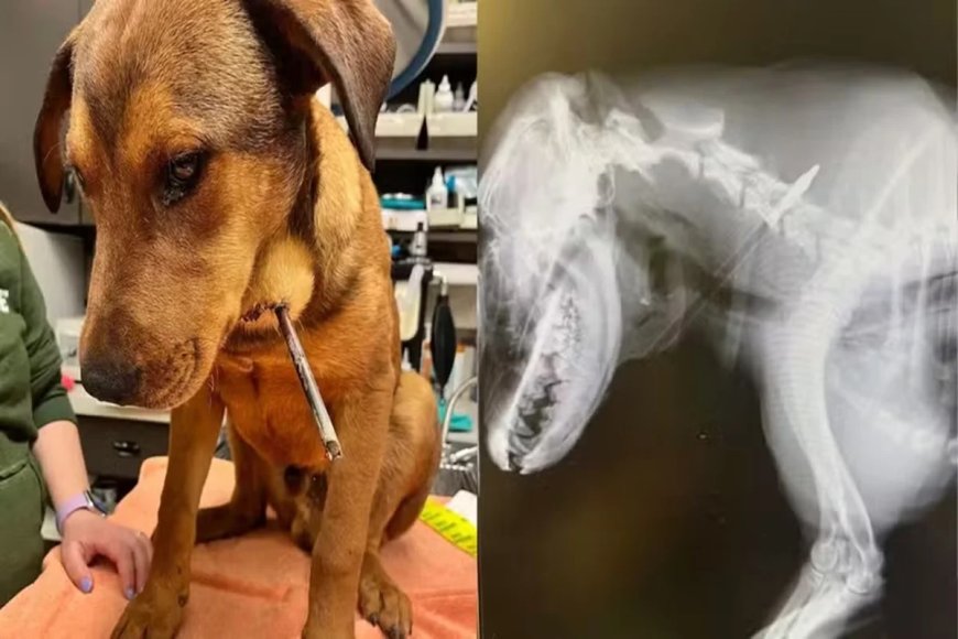 Cão sobrevive a ataque de flecha e emociona ao ganhar novo lar nos EUA