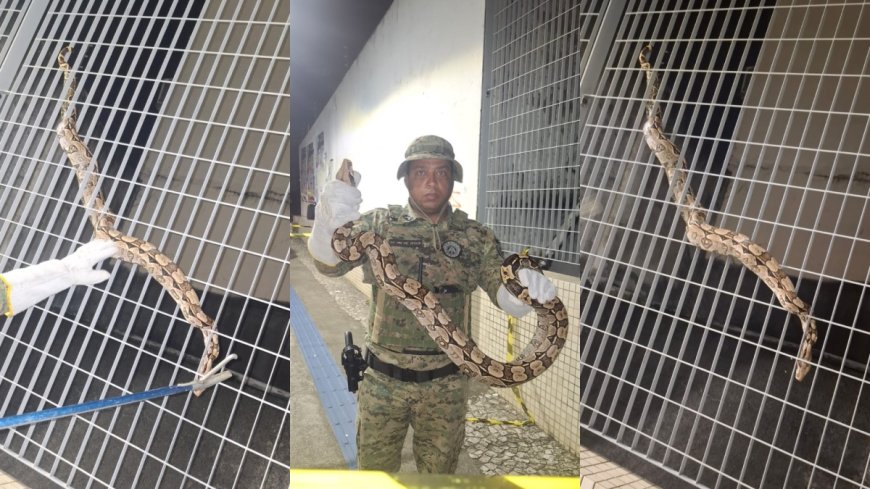 Jiboia é resgatada no metrô de Salvador