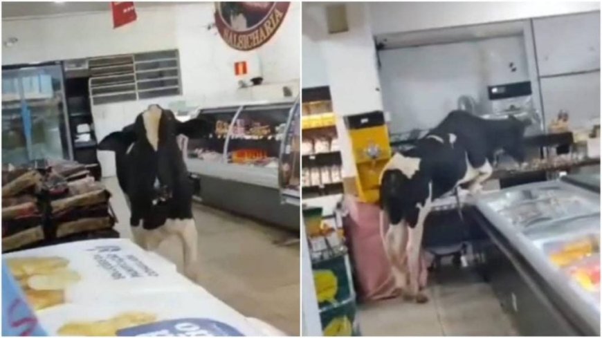 Boi entra em supermercado e persegue açougueiro