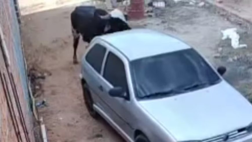 Boi descontrolado invade casa, destrói carro e persegue moradores; de quem é a responsabilidade?