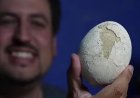 Ovo de dinossauro de 70 milhões de anos é achado intacto na Patagônia