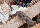 Cobra gigante é encontrada durante operação de limpeza.