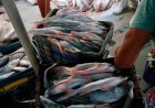 Ibama fecha o cerco no Pará: R$ 4,2 milhões em multas e 1,3 tonelada de peixe ilegal apreendida