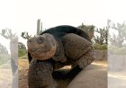 Tartaruga Gramma, lenda do Zoológico de San Diego, morre aos 141 anos