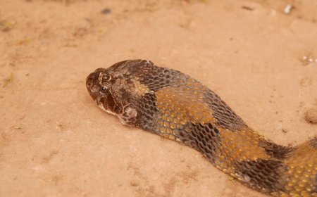 Cobra invade casa, assusta moradores e dá trabalho durante o resgate