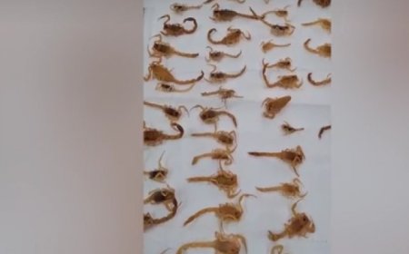 Morador chama dedetizadora e descobre mais de 100 escorpiões dentro de casa