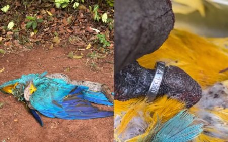 Arara acaba virando presa de jiboia em Parque