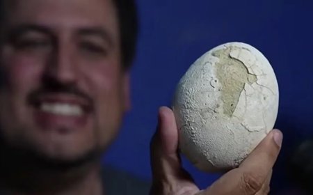 Ovo de dinossauro de 70 milhões de anos é achado intacto na Patagônia