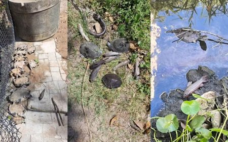 Vazamento de combustível de aviões atinge canal próximo ao Aeroporto do Recife e moradores denunciam morte de animais e mau cheiro