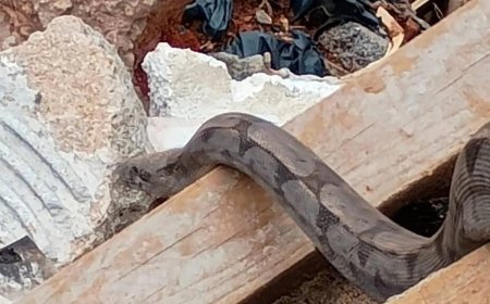 Cobra gigante é encontrada durante operação de limpeza.