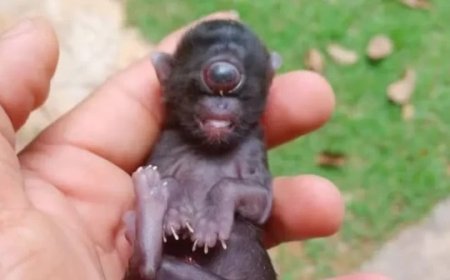 Ciclopia: filhote de gato surpreende ao nascer com apenas um olho