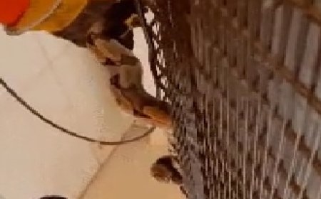 Cobra é encontrada atrás de geladeira em casa e surpreende morador