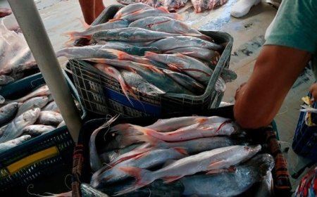 Ibama fecha o cerco no Pará: R$ 4,2 milhões em multas e 1,3 tonelada de peixe ilegal apreendida
