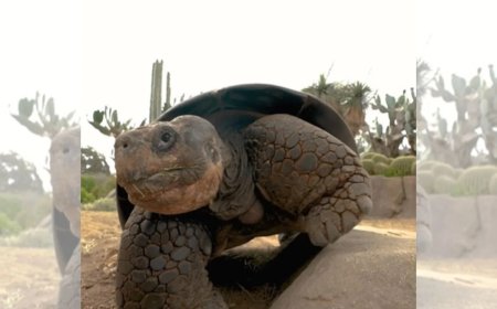 Tartaruga Gramma, lenda do Zoológico de San Diego, morre aos 141 anos