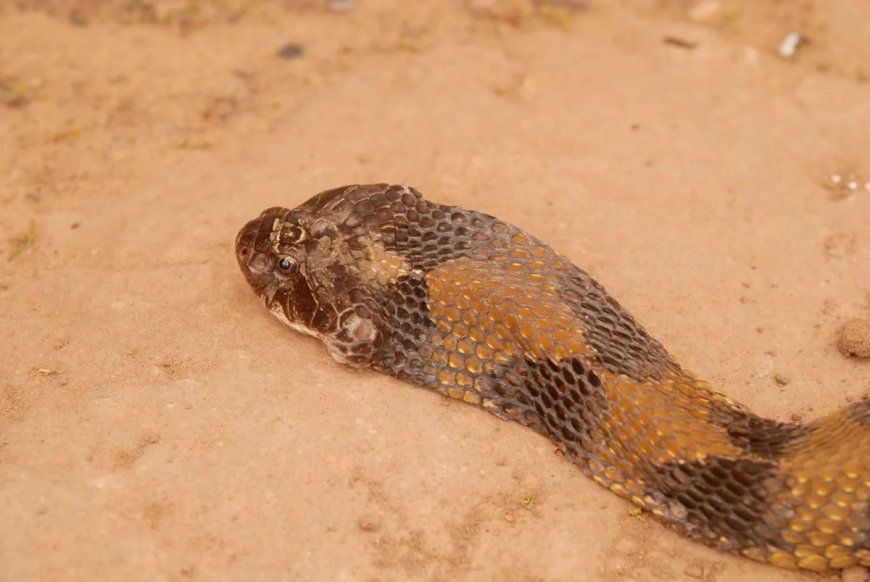 Cobra invade casa, assusta moradores e dá trabalho durante o resgate