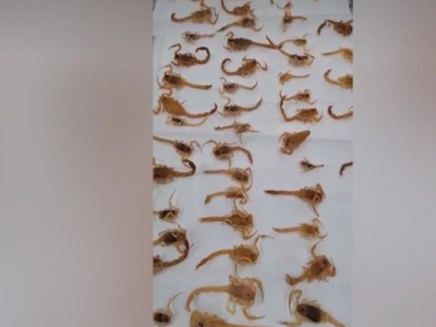 Morador chama dedetizadora e descobre mais de 100 escorpiões dentro de casa