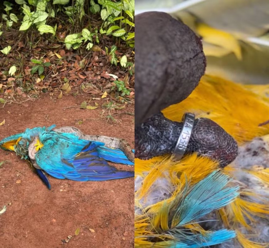 Arara acaba virando presa de jiboia em Parque