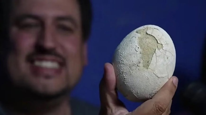 Ovo de dinossauro de 70 milhões de anos é achado intacto na Patagônia
