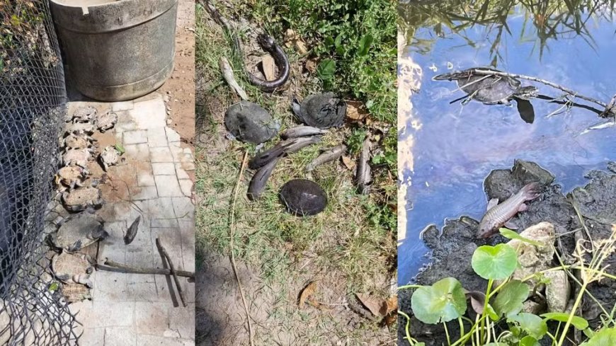 Vazamento de combustível de aviões atinge canal próximo ao Aeroporto do Recife e moradores denunciam morte de animais e mau cheiro