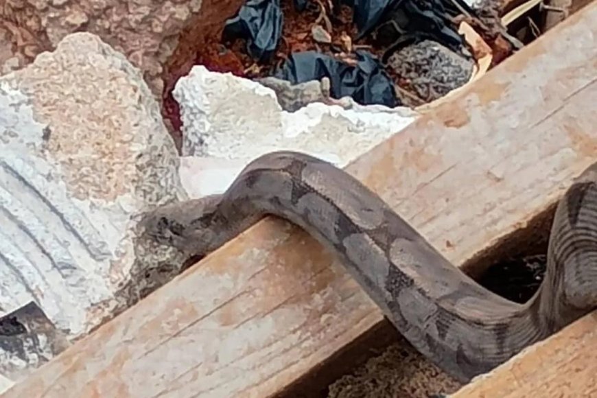 Cobra gigante é encontrada durante operação de limpeza.