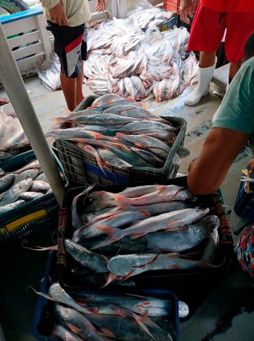 Ibama fecha o cerco no Pará: R$ 4,2 milhões em multas e 1,3 tonelada de peixe ilegal apreendida