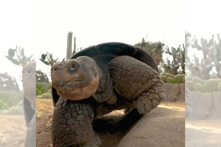 Tartaruga Gramma, lenda do Zoológico de San Diego, morre aos 141 anos