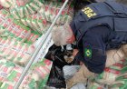 PRF apreende mais de 3 toneladas de maconha escondidas sob carga de arroz no Paraná