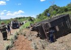 Caminhão com 75 bois tomba e motorista fica preso às ferragens