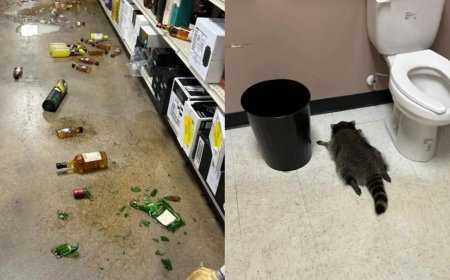 Guaxinim rouba loja de bebidas, fica bêbado e desmaia em banheiro nos EUA