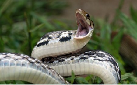 Homem é atacado por sucuri, revida e mata cobra a mordidas