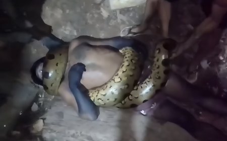 Vídeo: jiboia gigante mata homem asfixiado