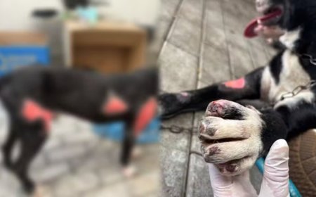 Tutor é preso por arrastar cão amarrado em caminhão por 1 km