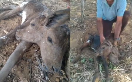Bezerra nasce com duas cabeças e chama atenção de moradores no interior do Piauí