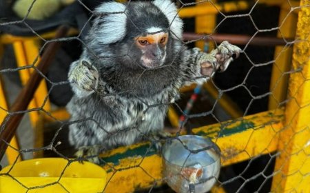 Homem tenta alimentar sagui e vai para UTI com suspeita de raiva