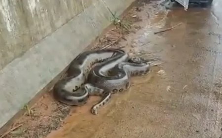 Vídeo mostra sucuri de 4 metros sendo resgatada em ponte no Paraná
