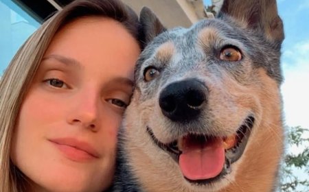 Cachorro sobrevive a acidente e fica ao lado de tutora morta no ES