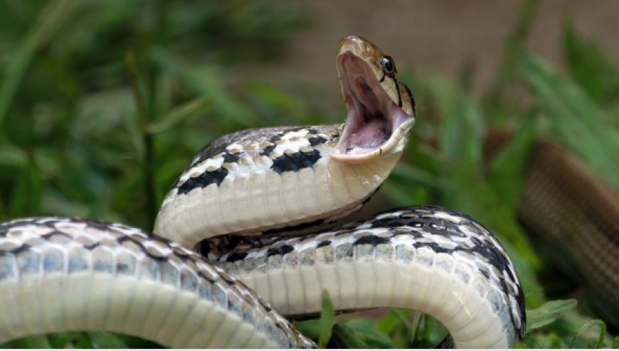 Homem é atacado por sucuri, revida e mata cobra a mordidas