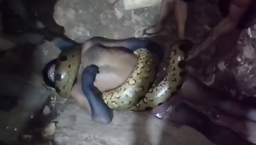 Vídeo: jiboia gigante mata homem asfixiado