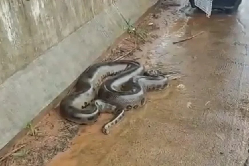 Vídeo mostra sucuri de 4 metros sendo resgatada em ponte no Paraná