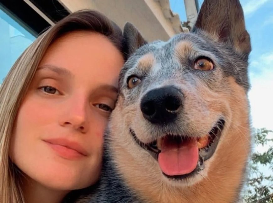 Cachorro sobrevive a acidente e fica ao lado de tutora morta no ES